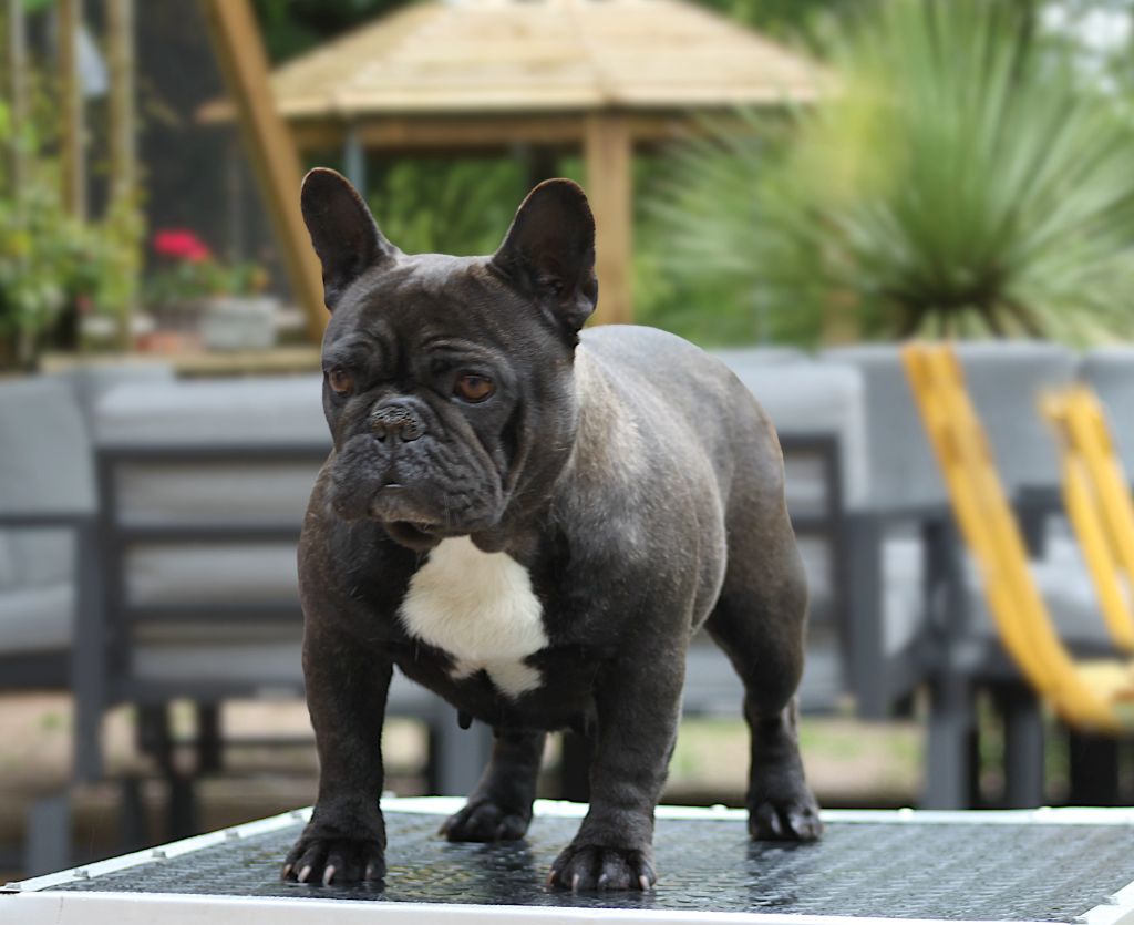 Les Bouledogue français de l'affixe Des éclats De Cassiopée