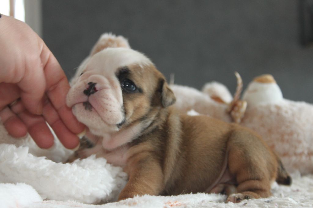 Des éclats De Cassiopée - Chiot disponible  - Bulldog Anglais