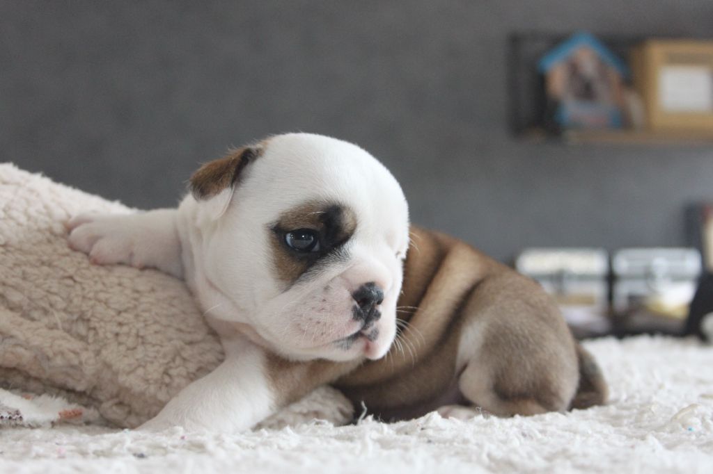 Des éclats De Cassiopée - Chiot disponible  - Bulldog Anglais