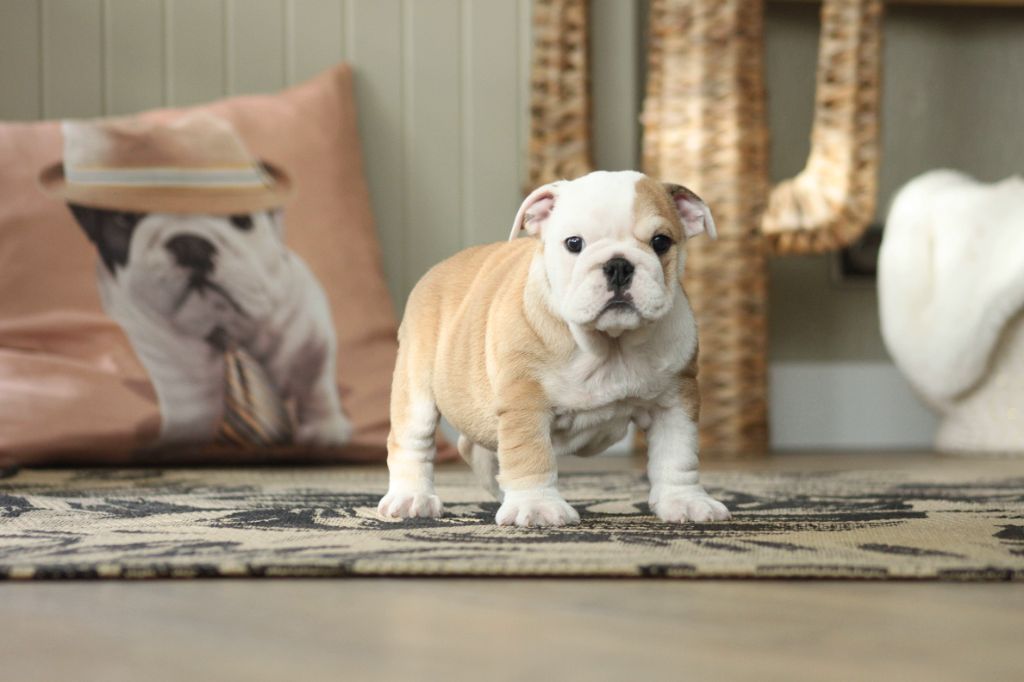 Des éclats De Cassiopée - Chiot disponible  - Bulldog Anglais