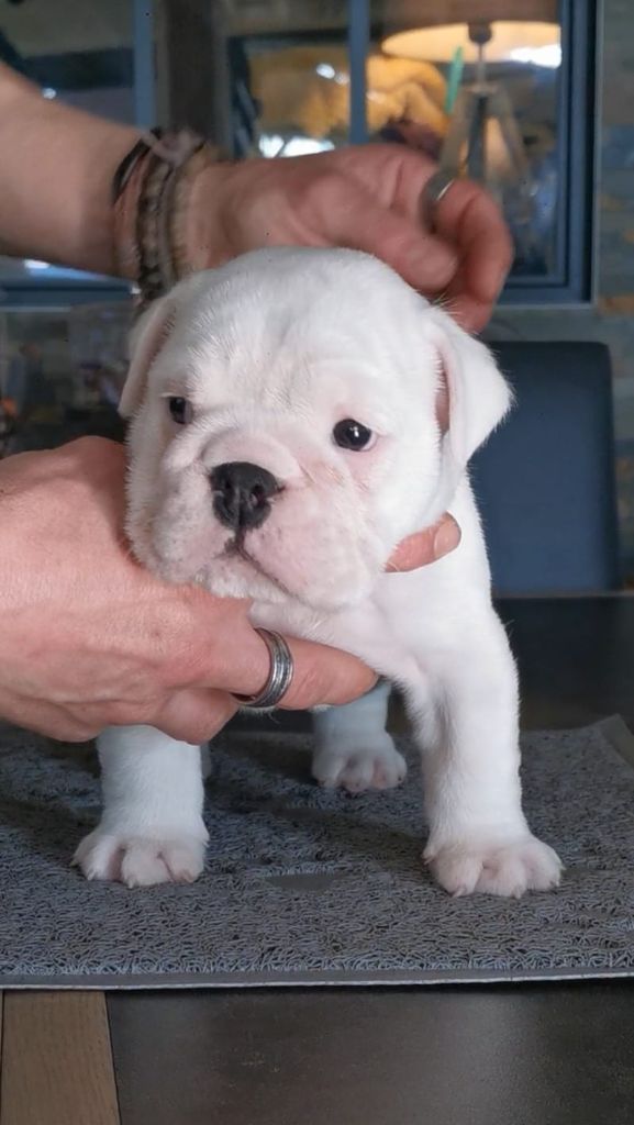 Des éclats De Cassiopée - Chiot disponible  - Bulldog Anglais