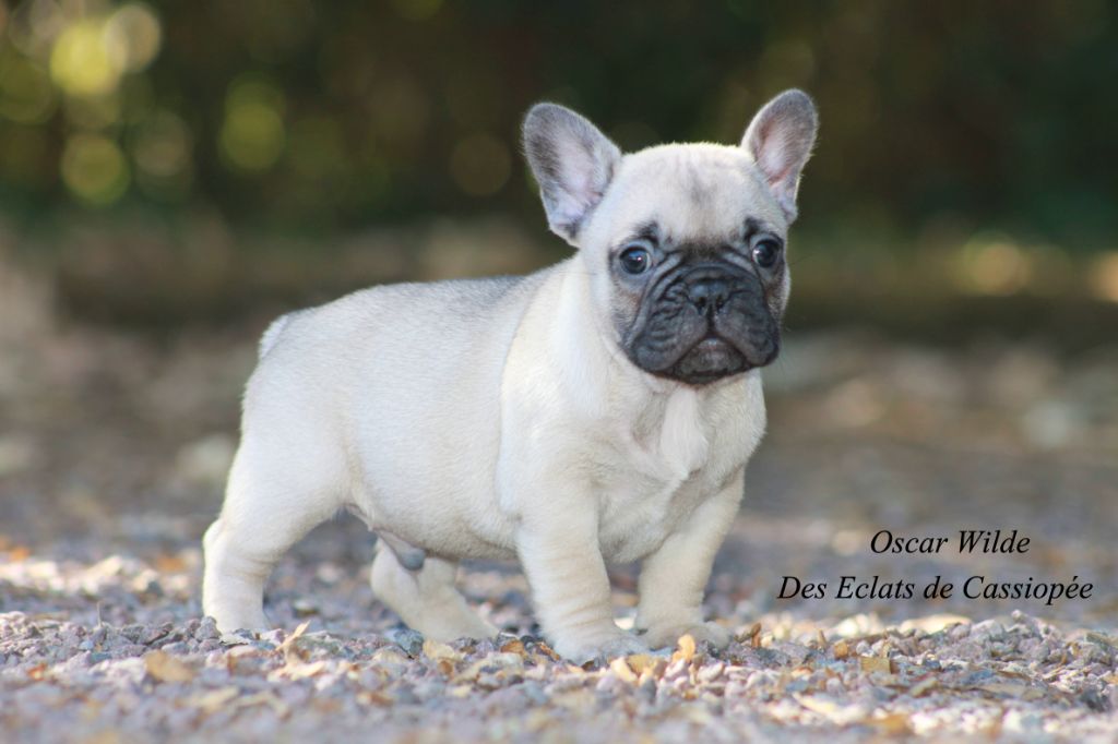 Accueil - Elevage Des éclats De Cassiopée - eleveur de chiens