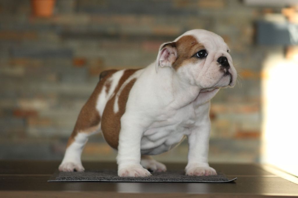 Des éclats De Cassiopée - Chiot disponible  - Bulldog Anglais