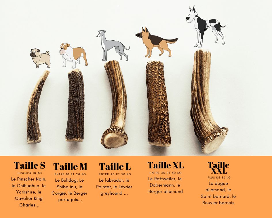 Jouet pour chien indestructible : Pourquoi le bois de cerf est le
