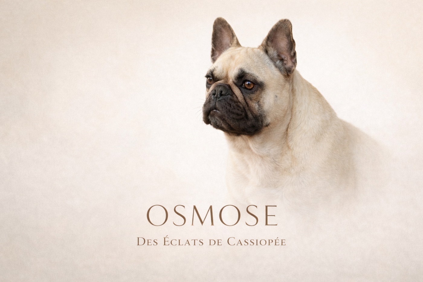 Osmose Des éclats De Cassiopée