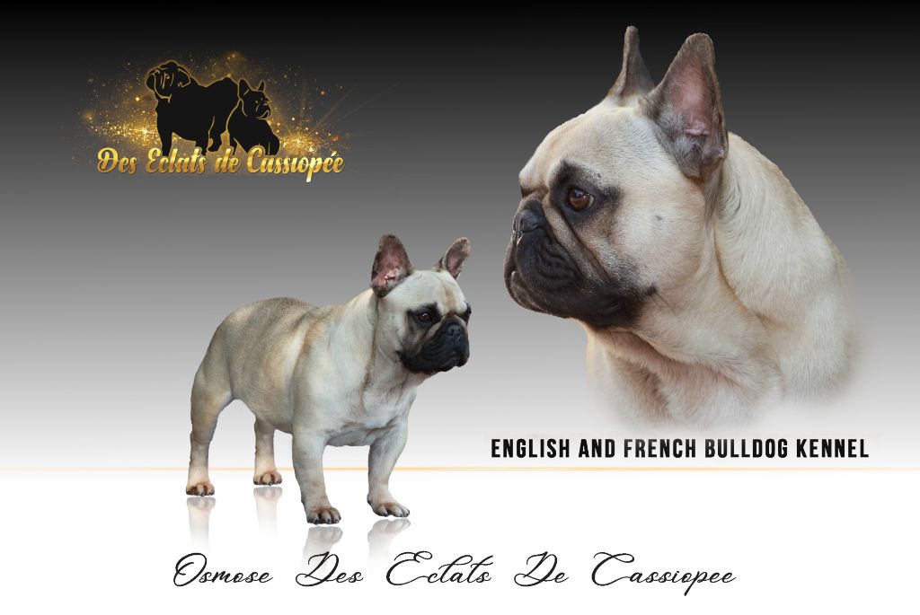 Osmose Des éclats De Cassiopée