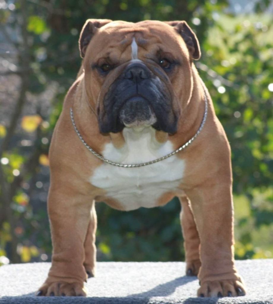 Newman king Des éclats De Cassiopée