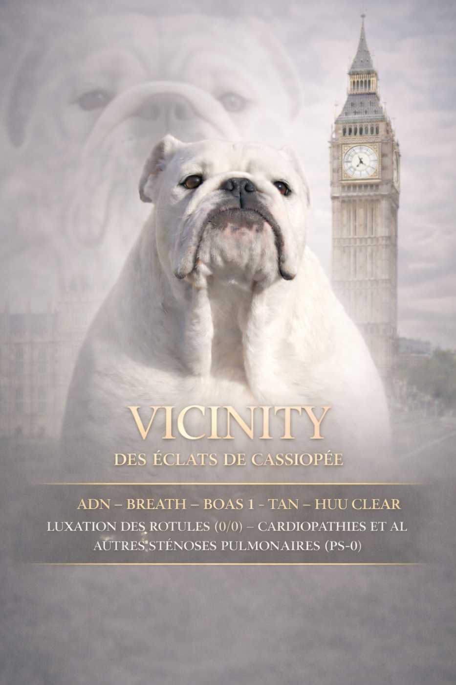 Vicinity Des éclats De Cassiopée