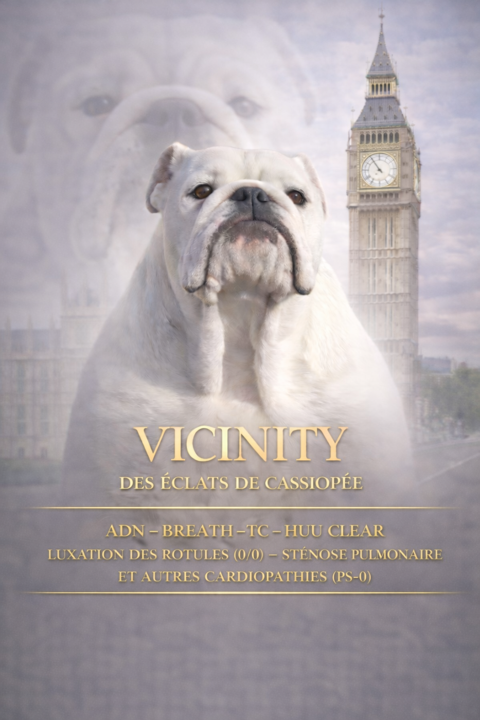 Vicinity Des éclats De Cassiopée