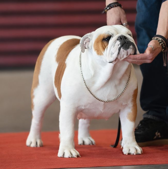 CH. Veni vidi vici Des éclats De Cassiopée