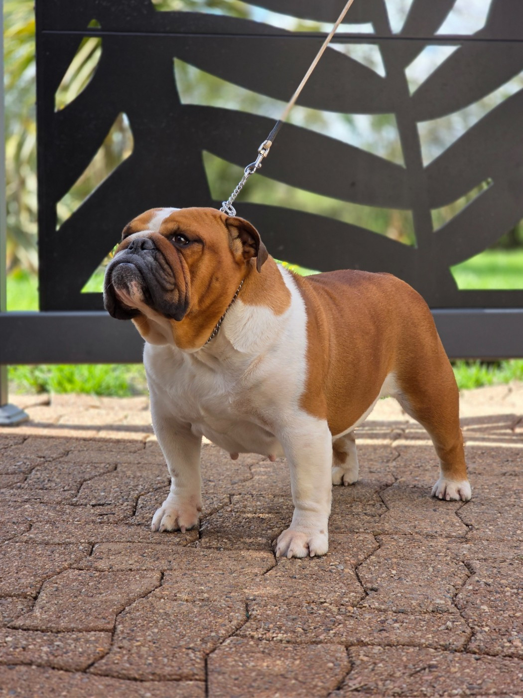 CH. Udayann Des éclats De Cassiopée