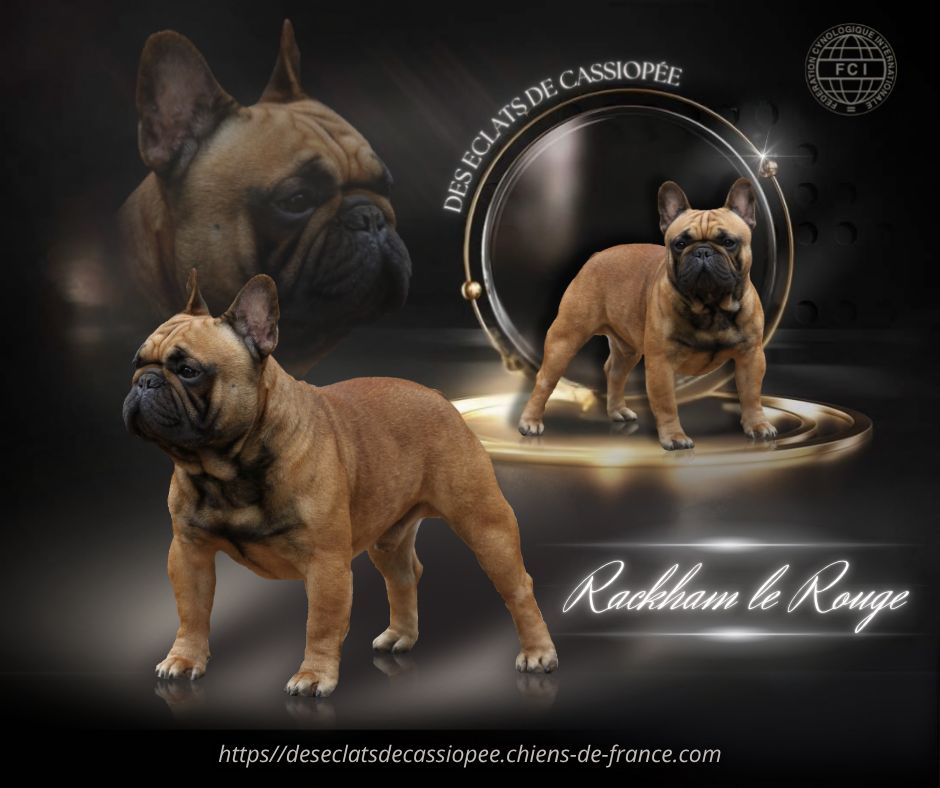 Rackham le rouge Des éclats De Cassiopée