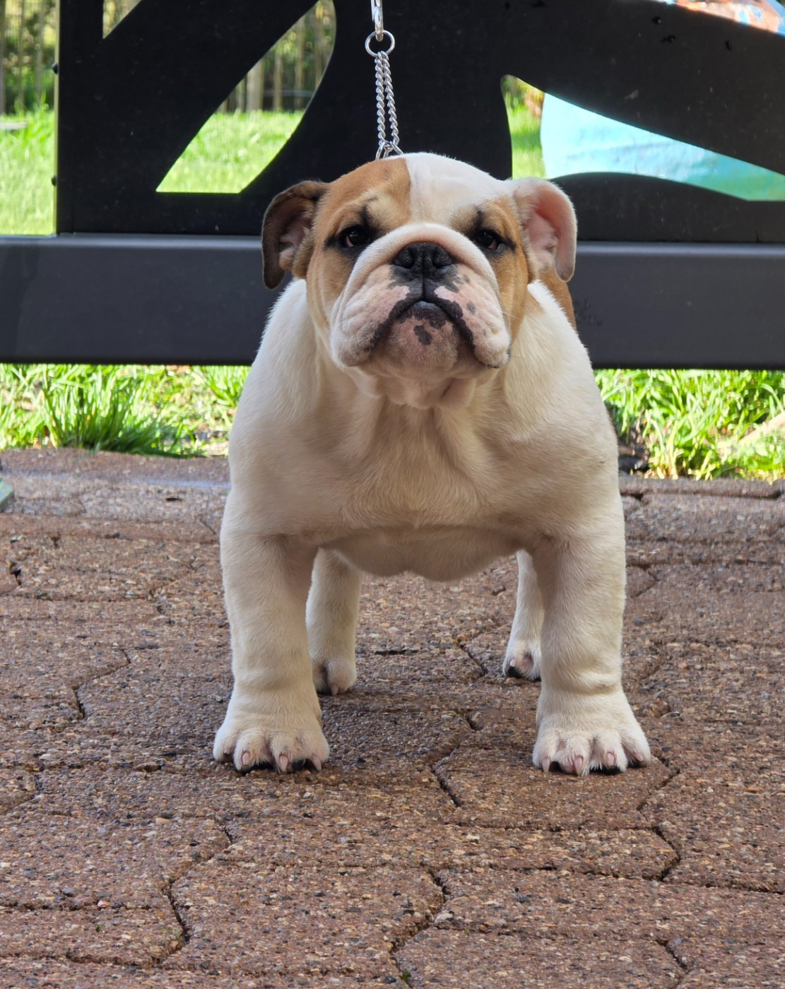 AVE CESAR Des éclats De Cassiopée