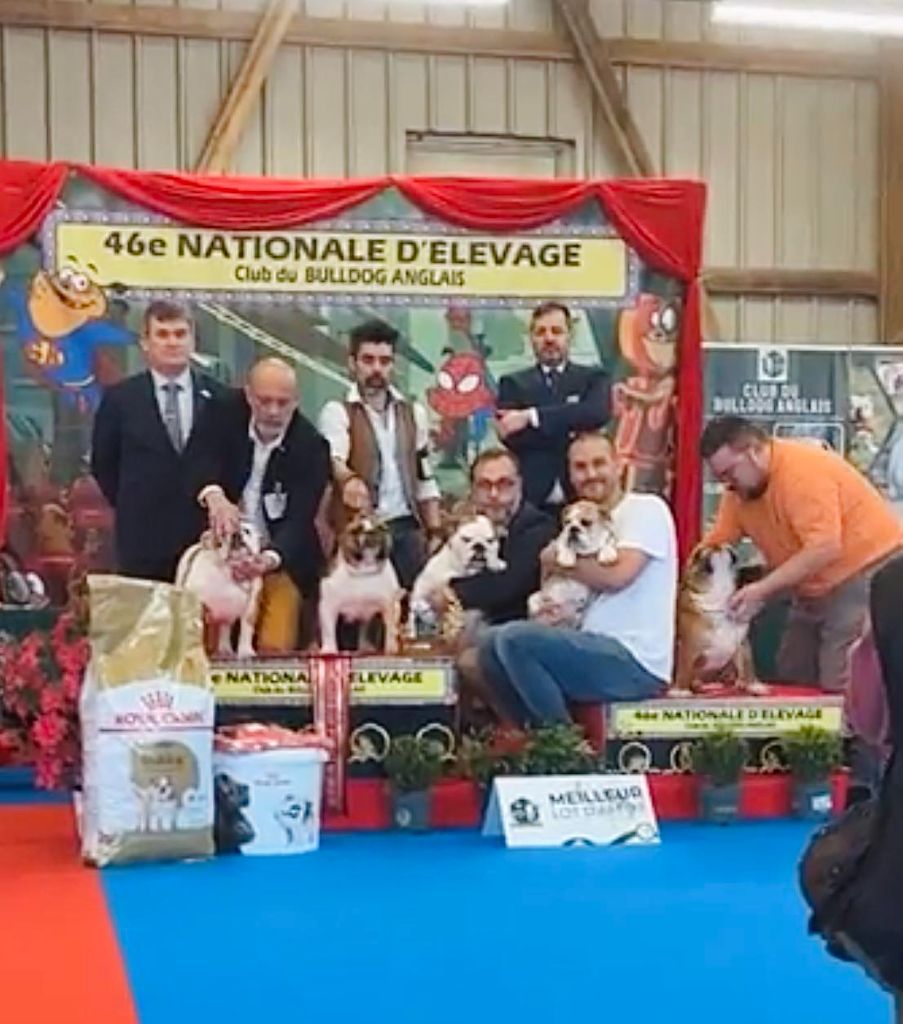 Des éclats De Cassiopée - MEILLEUR LOT D'AFFIXE 2025 SELECTIONNE SALON DE L'AGRICULTURE 2026