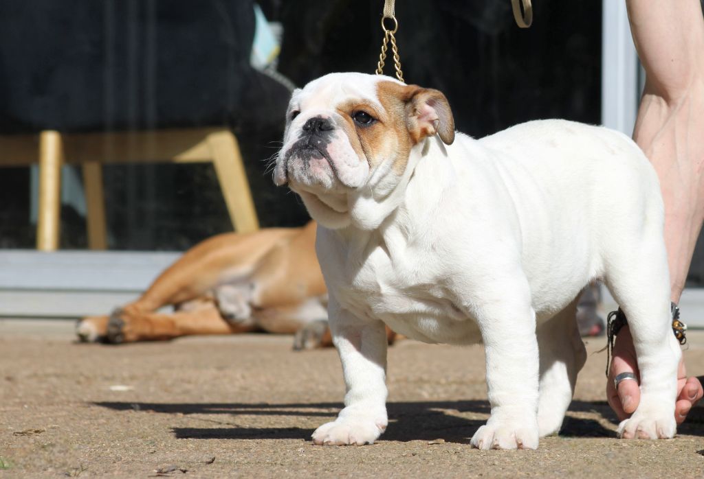 Des éclats De Cassiopée - Chiots disponibles - Bulldog Anglais