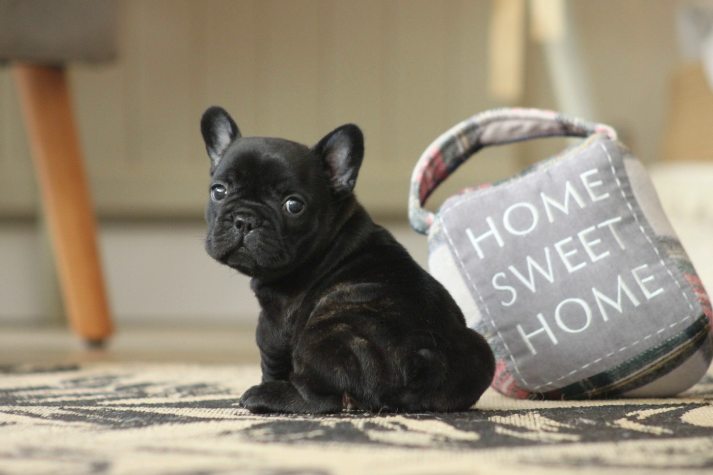 Des éclats De Cassiopée - Chiots disponibles - Bouledogue français