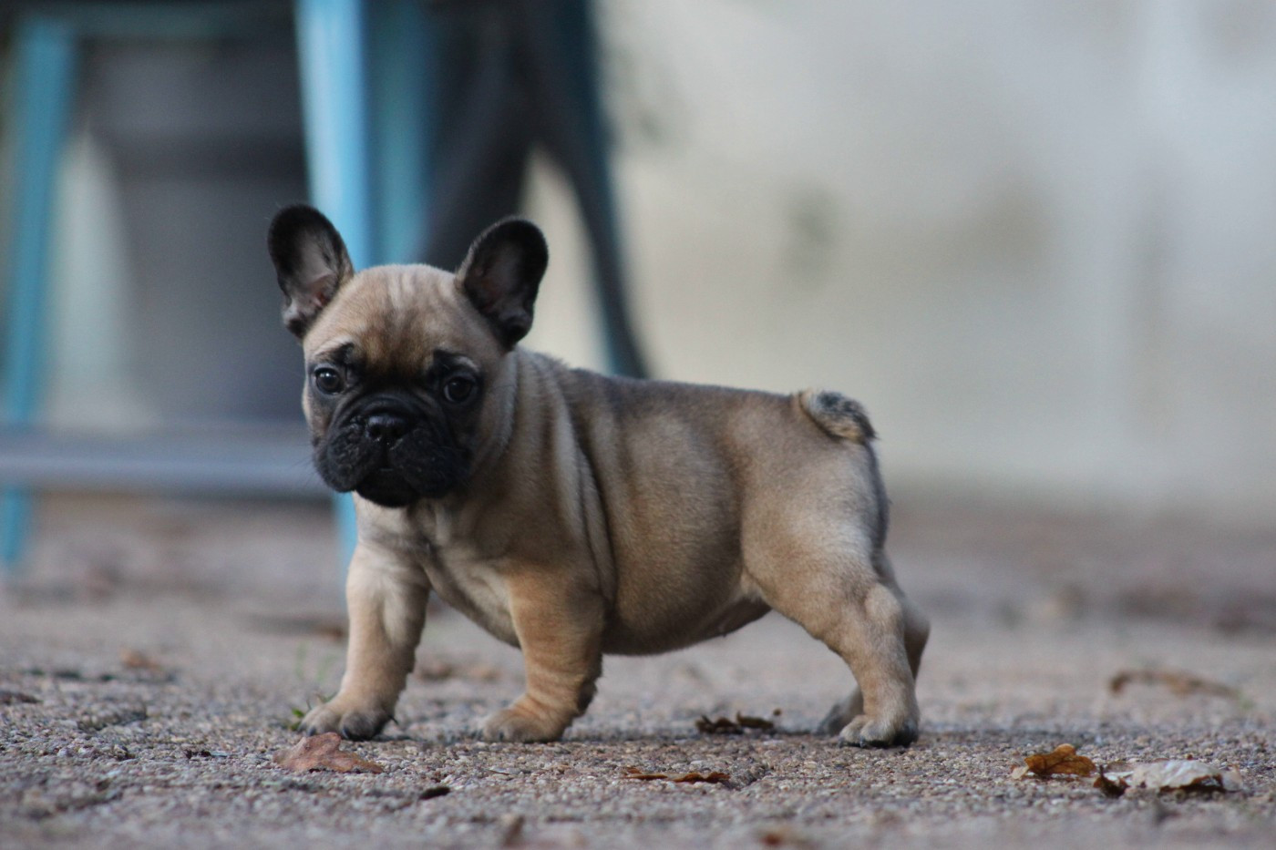 Des éclats De Cassiopée - Chiots disponibles - Bouledogue français