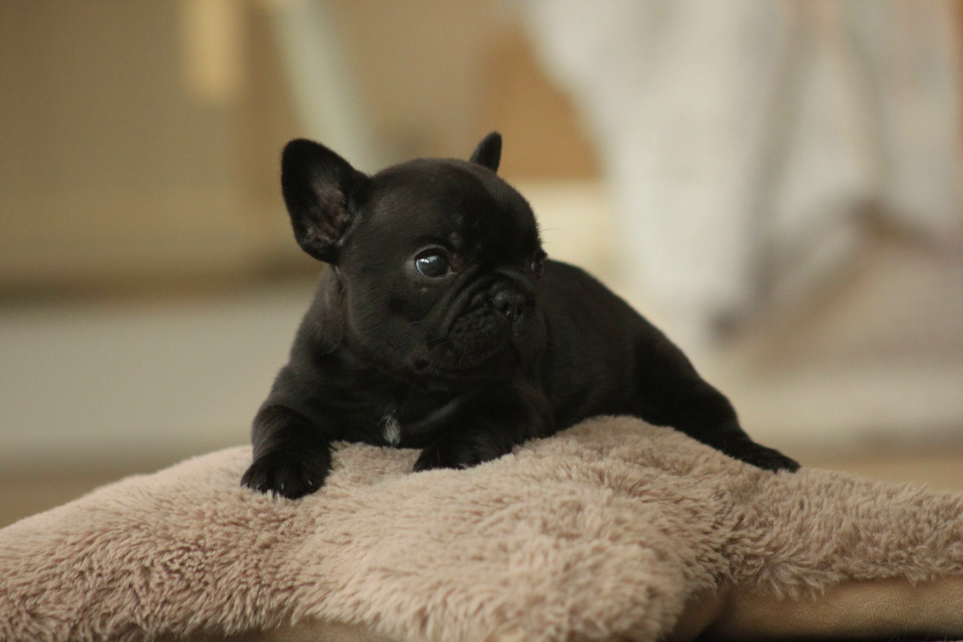 Des éclats De Cassiopée - Chiots disponibles - Bouledogue français