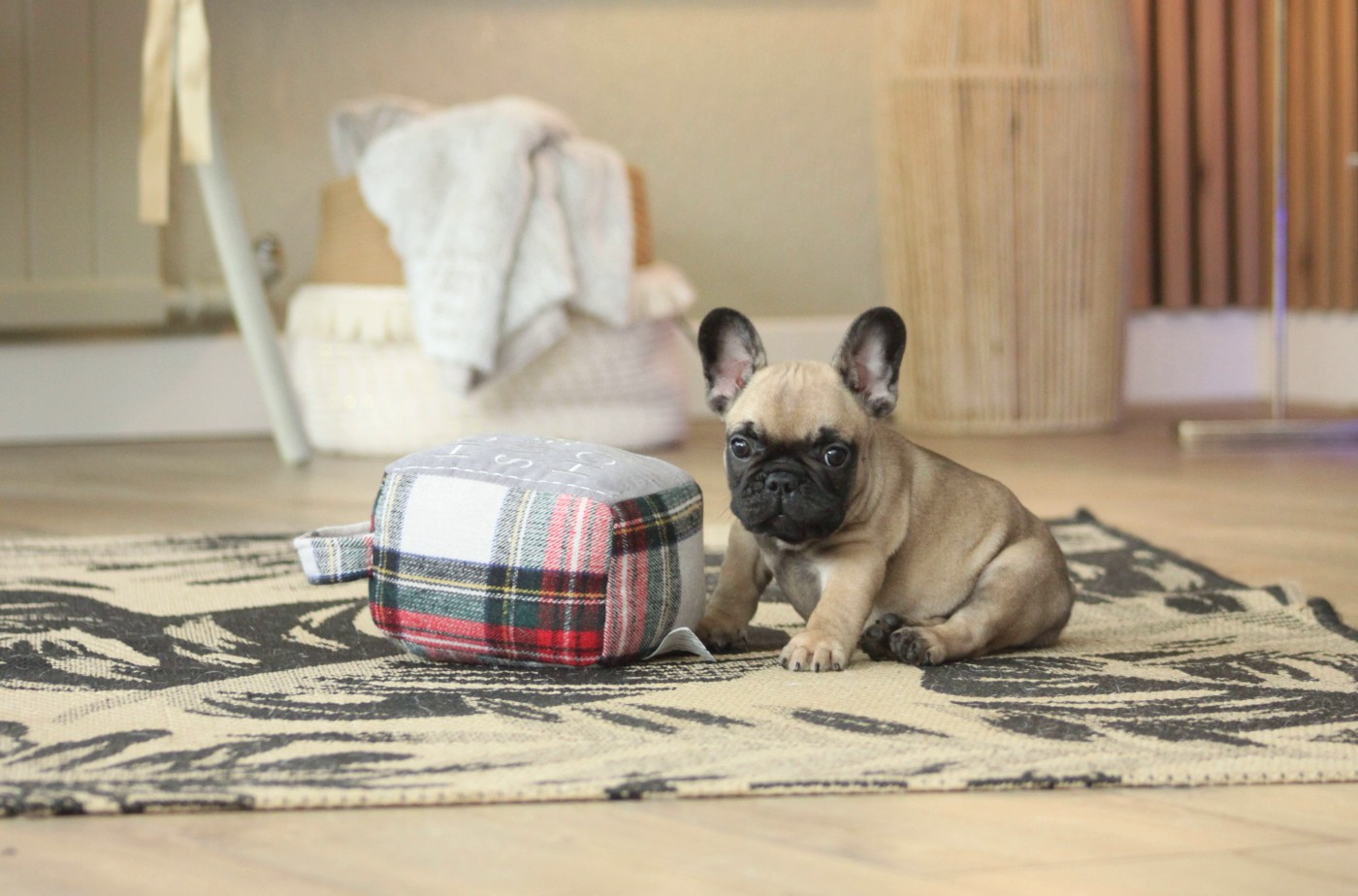 Des éclats De Cassiopée - Chiots disponibles - Bouledogue français