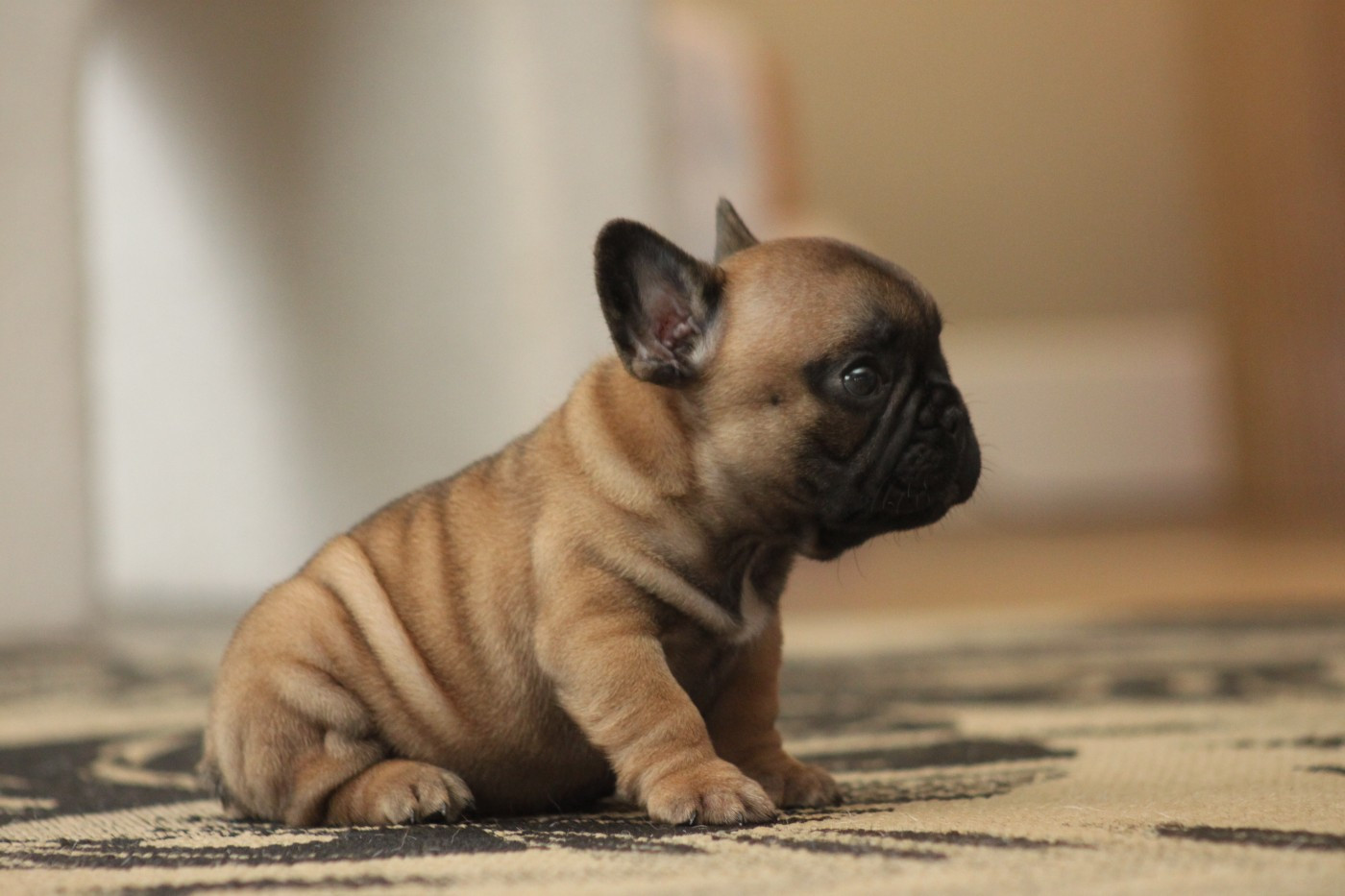 Des éclats De Cassiopée - Chiots disponibles - Bouledogue français