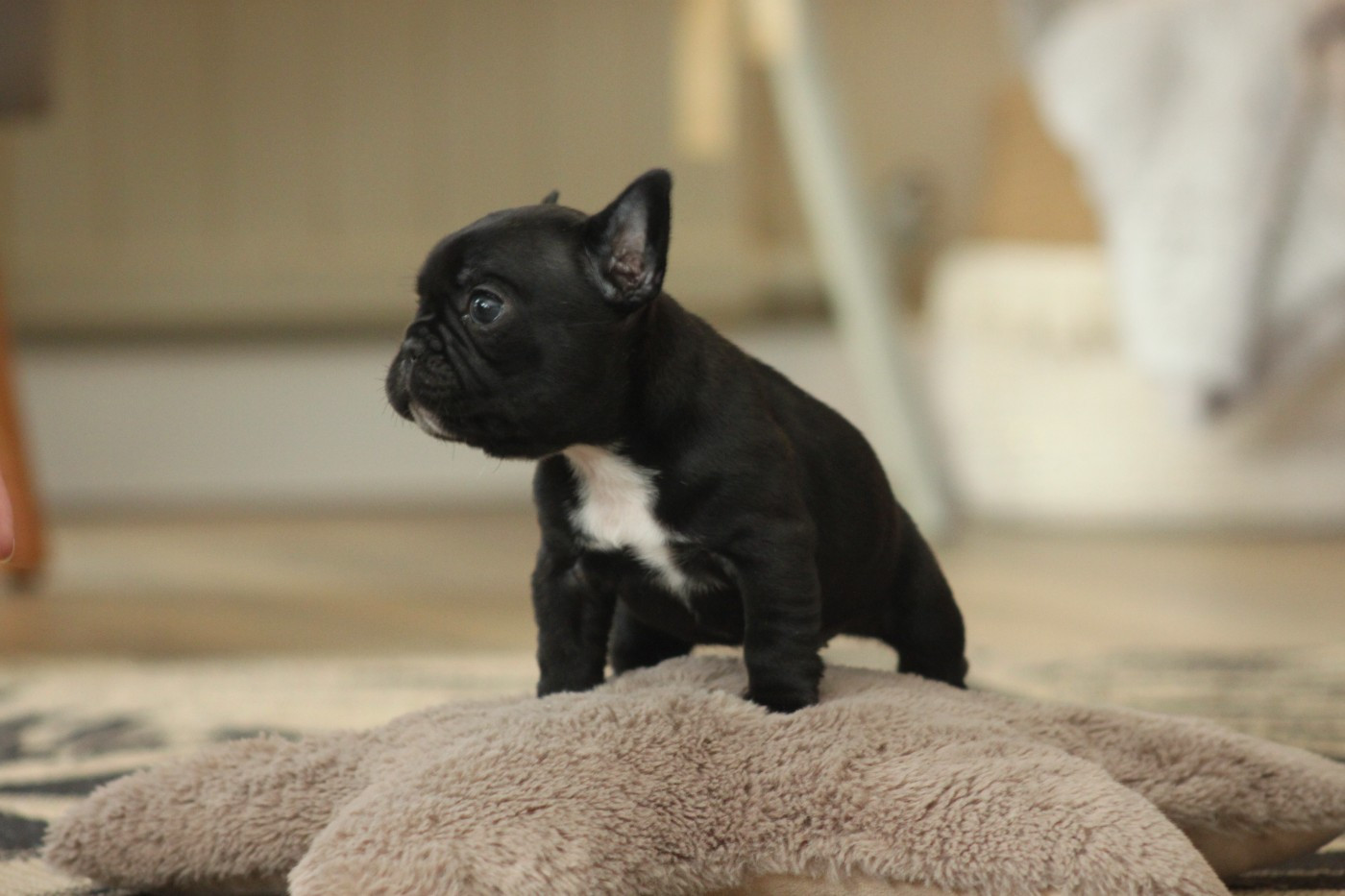 Des éclats De Cassiopée - Chiots disponibles - Bouledogue français