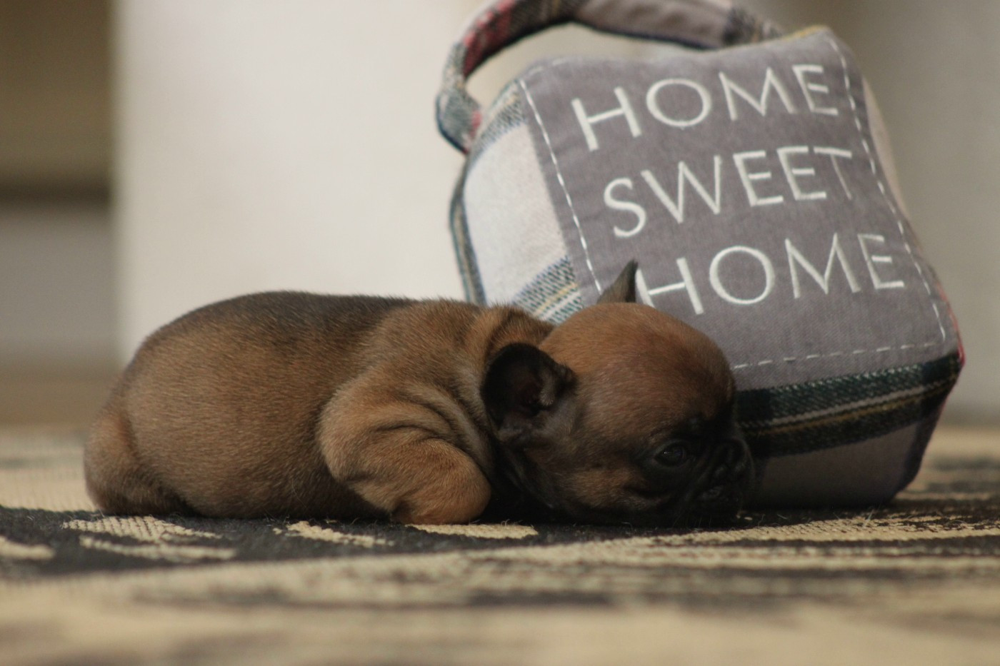 Des éclats De Cassiopée - Chiots disponibles - Bouledogue français