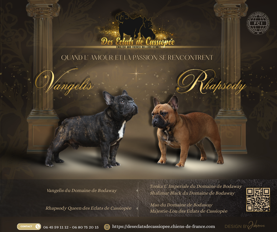 Chiot Bouledogue français Des éclats De Cassiopée