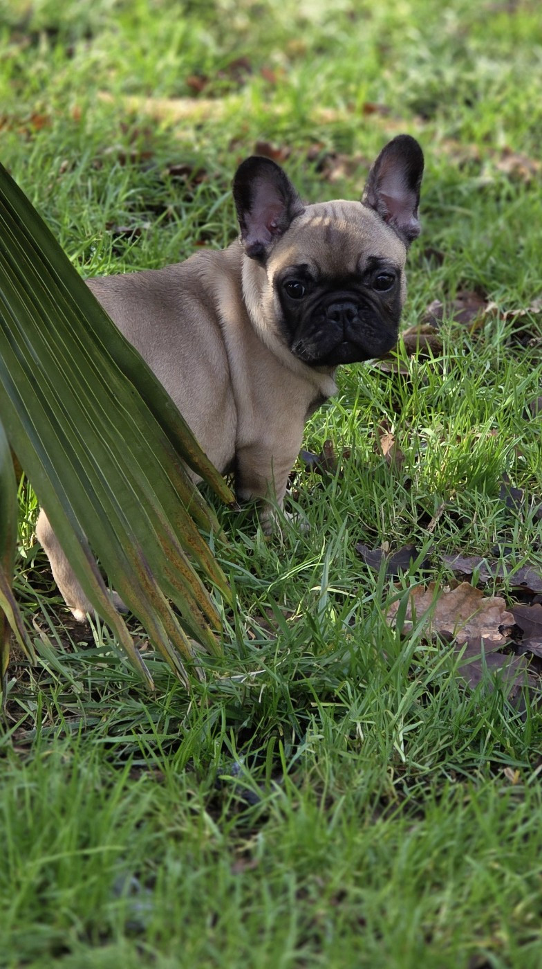 Des éclats De Cassiopée - Chiots disponibles - Bouledogue français