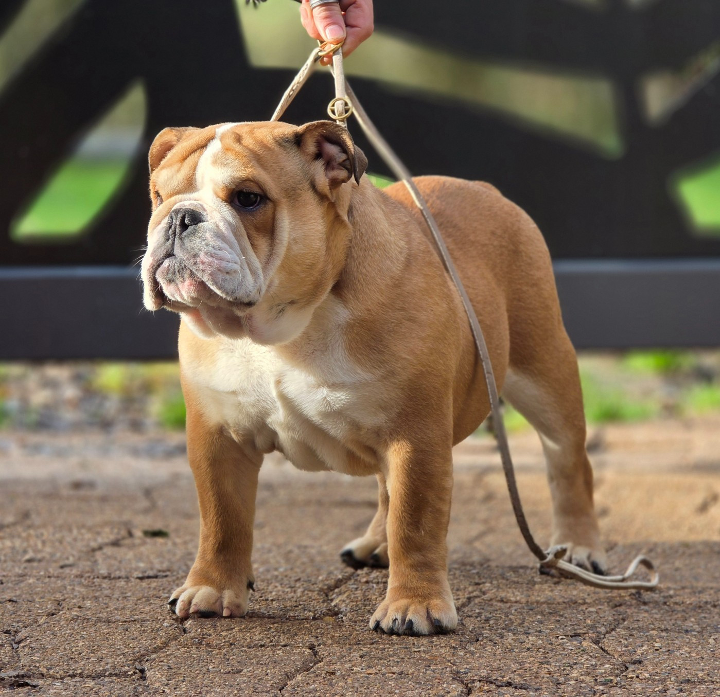 Des éclats De Cassiopée - Chiots disponibles - Bulldog Anglais