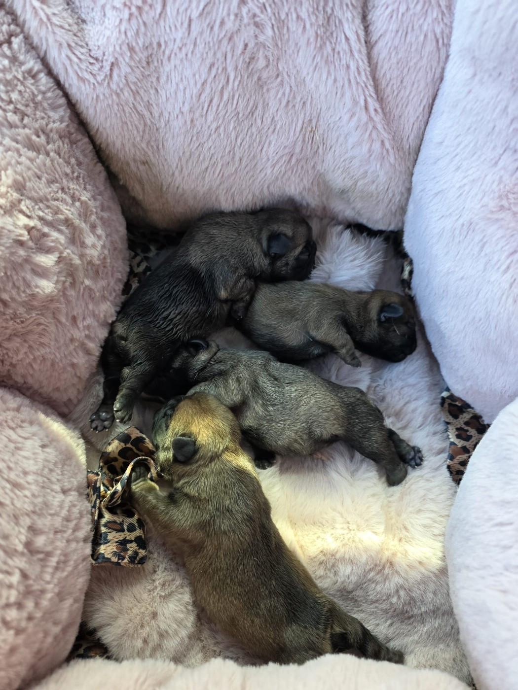 Des éclats De Cassiopée - Bouledogue français - Portée née le 24/01/2026