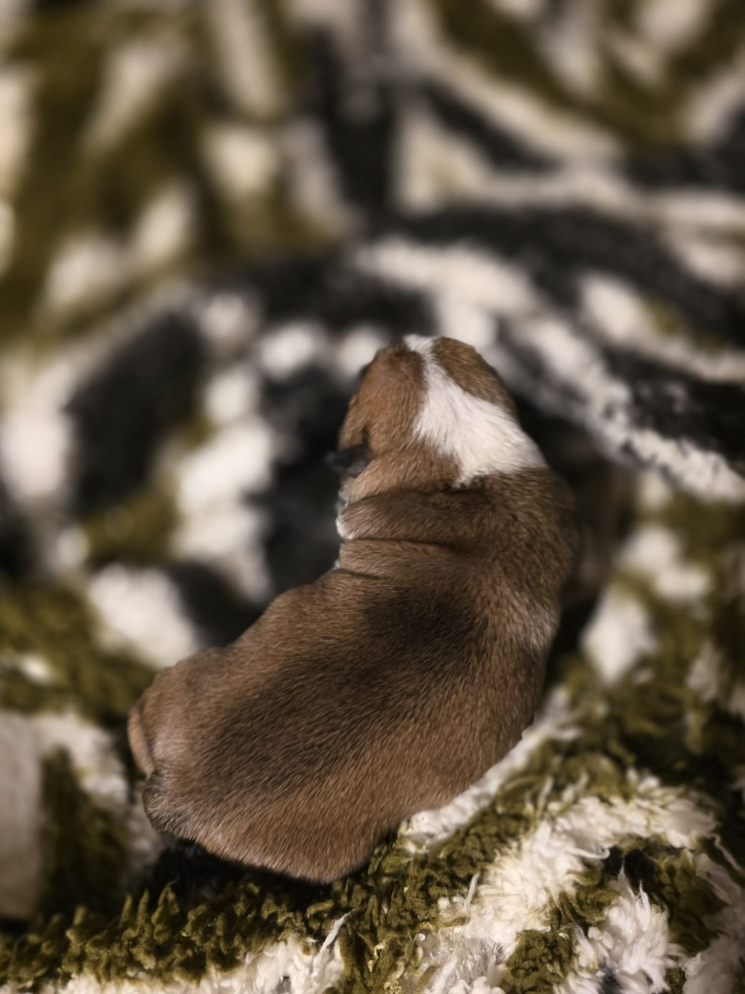 Des éclats De Cassiopée - Chiots disponibles - Bulldog Anglais