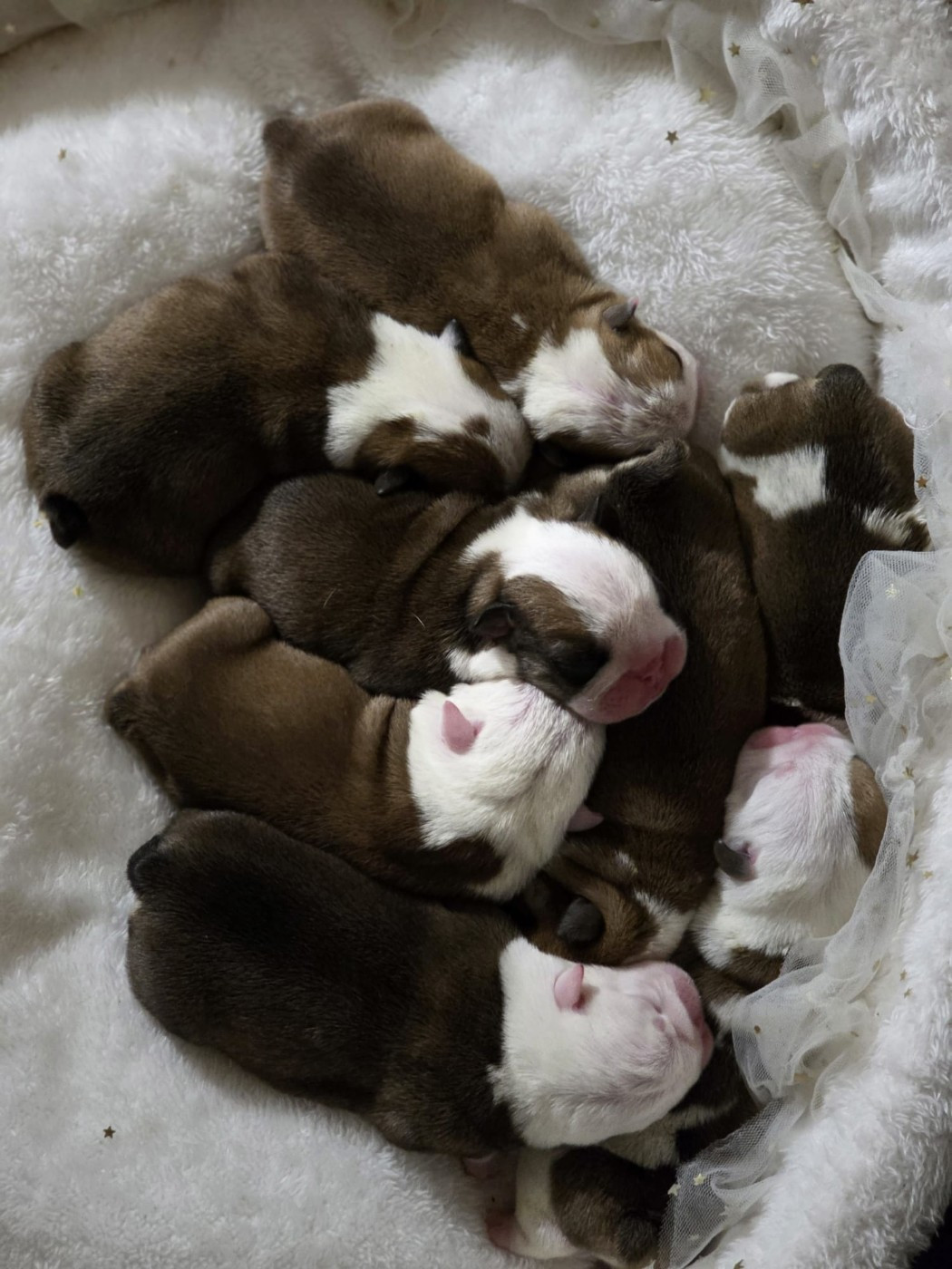 Des éclats De Cassiopée - Bulldog Anglais - Portée née le 13/02/2026