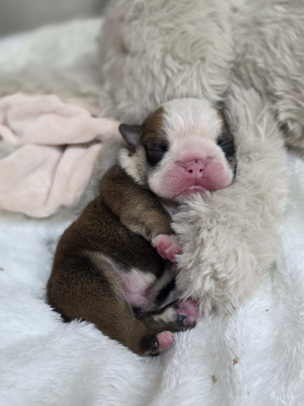 Des éclats De Cassiopée - Chiots disponibles - Bulldog Anglais