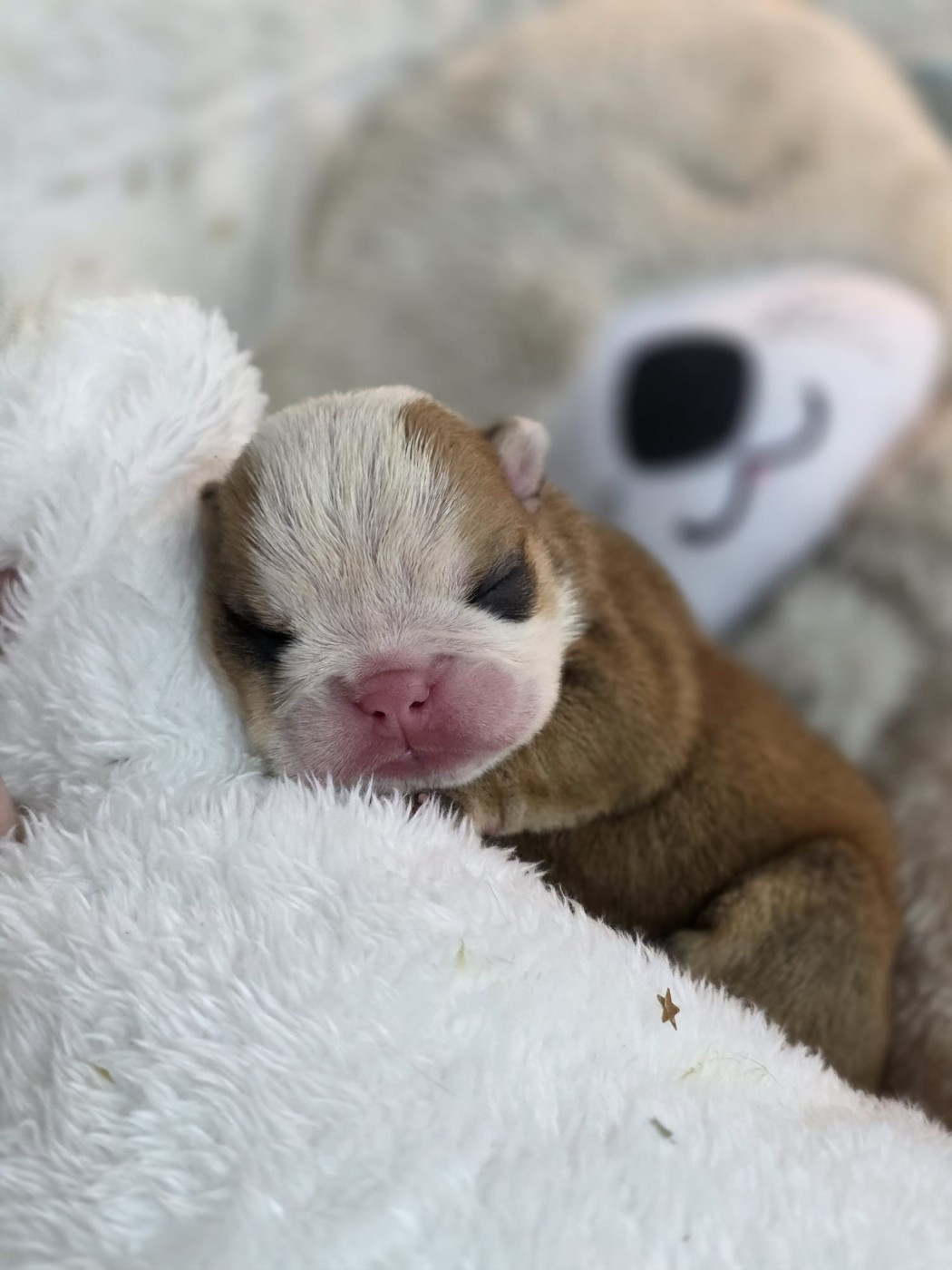 Des éclats De Cassiopée - Chiots disponibles - Bulldog Anglais