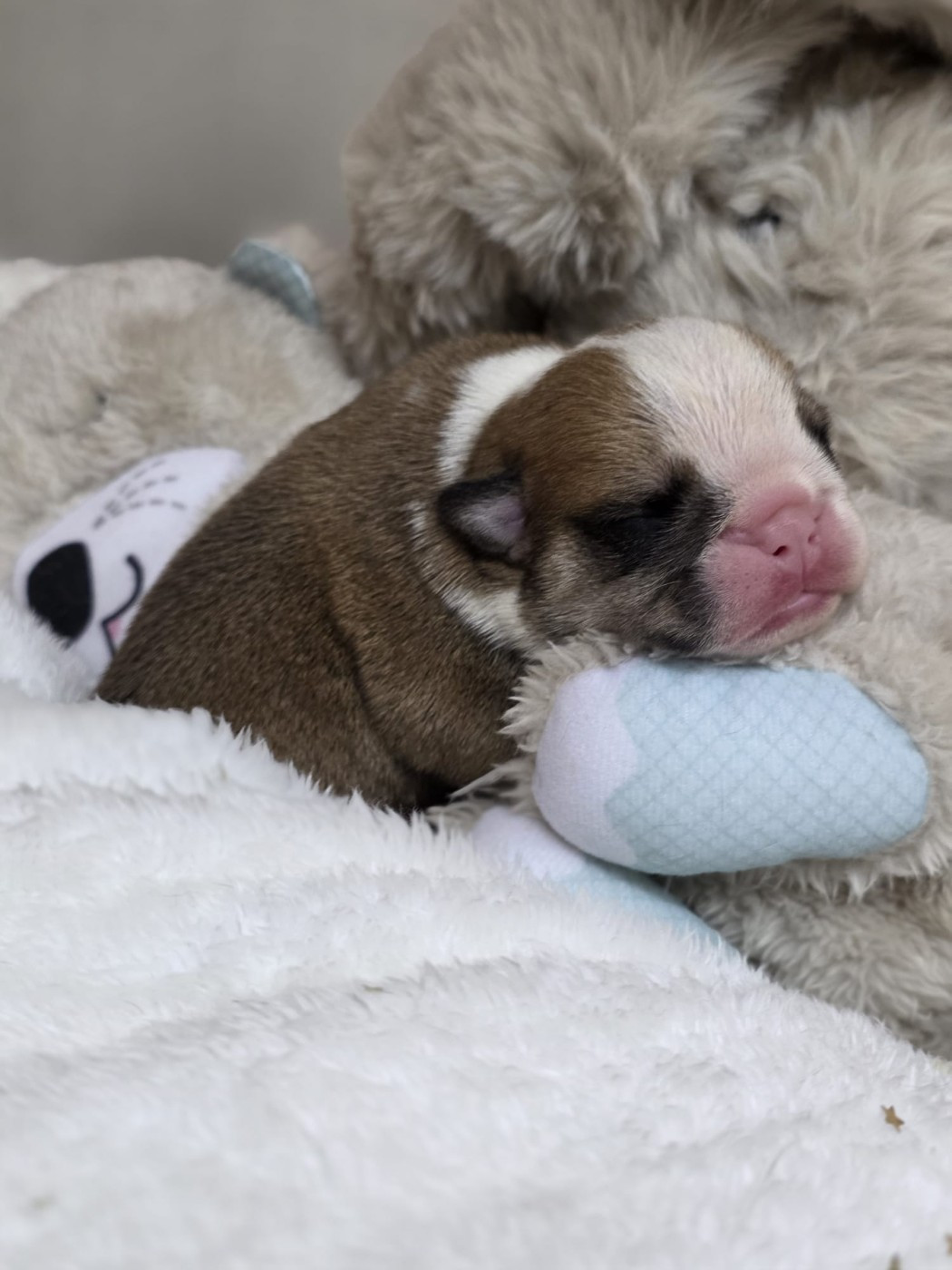 Des éclats De Cassiopée - Chiots disponibles - Bulldog Anglais