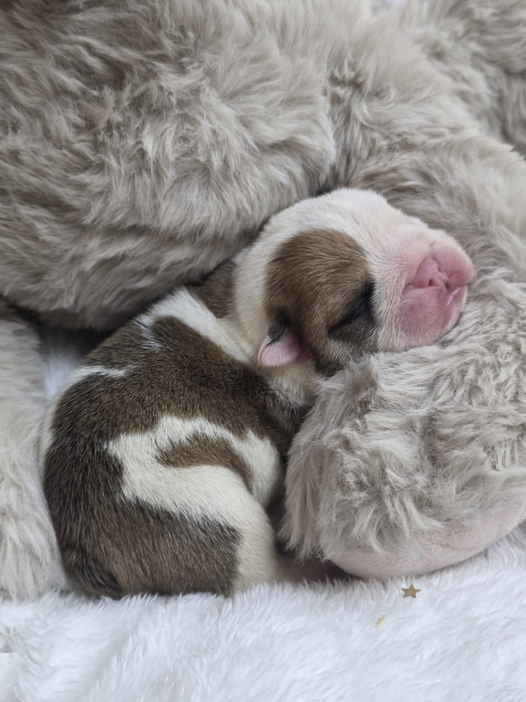 Des éclats De Cassiopée - Chiots disponibles - Bulldog Anglais
