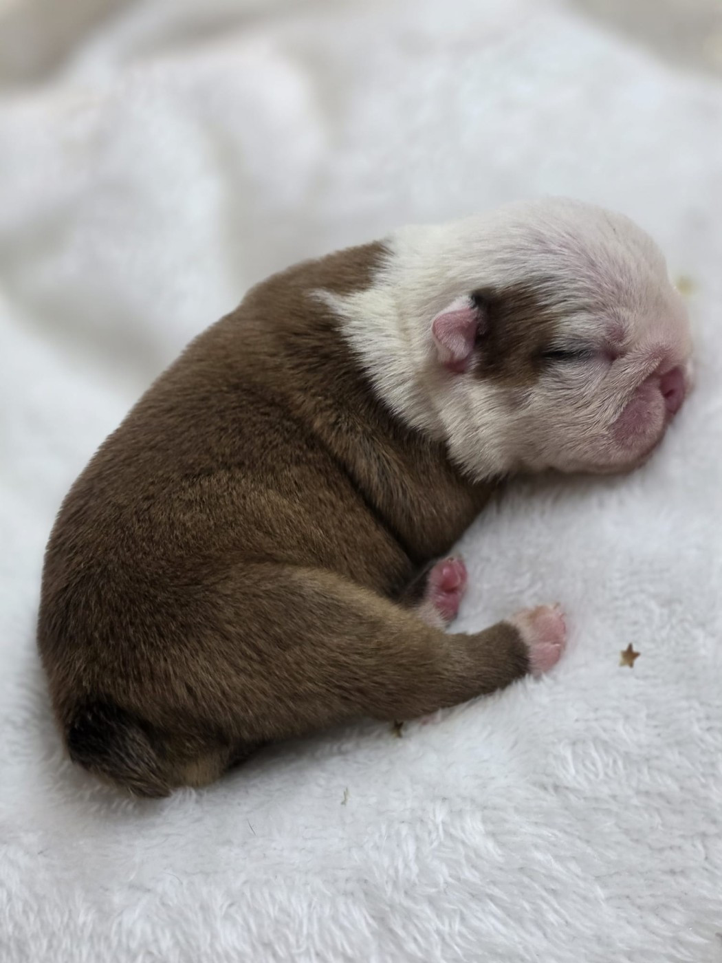 Des éclats De Cassiopée - Chiots disponibles - Bulldog Anglais