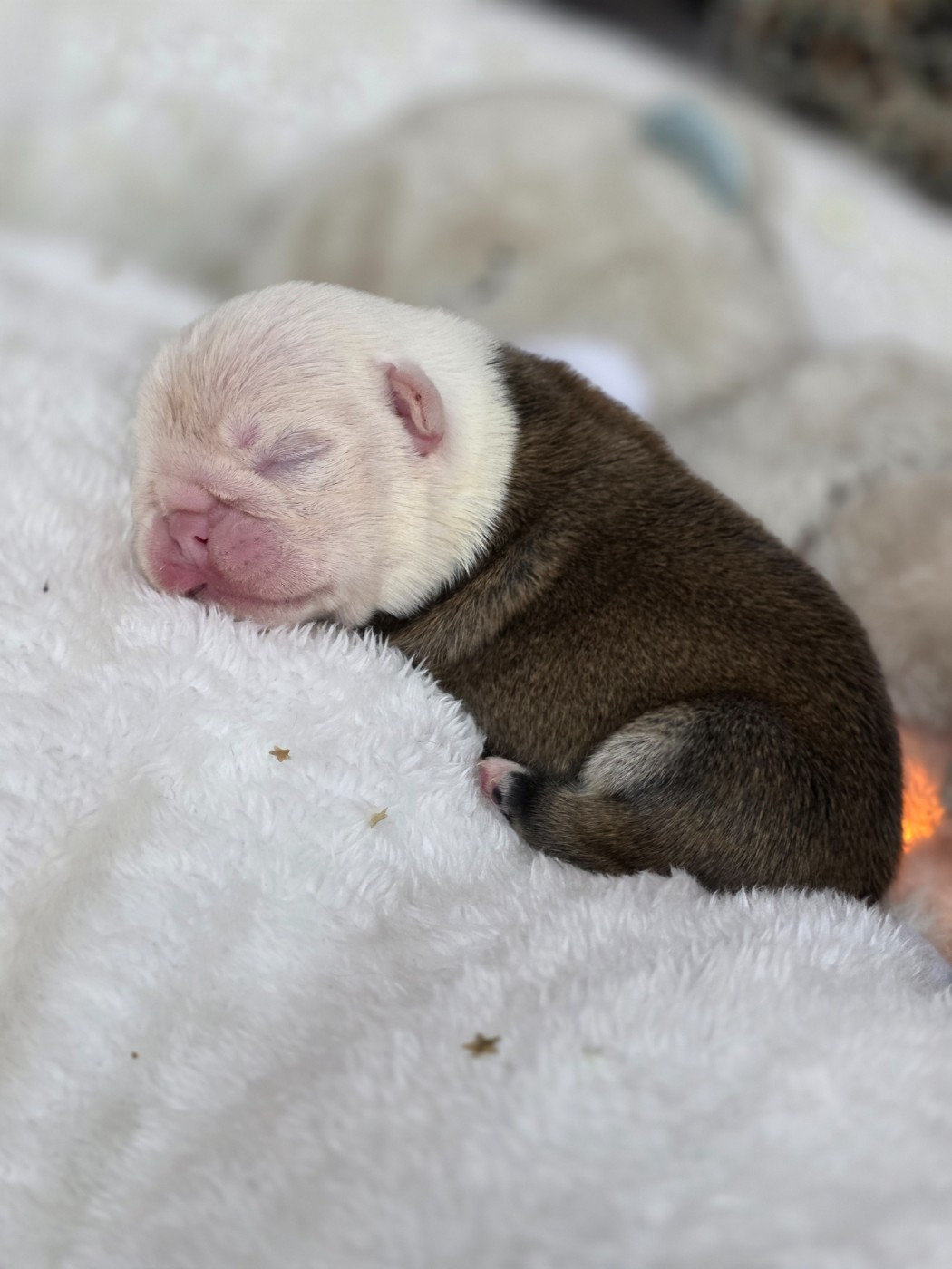 Des éclats De Cassiopée - Chiots disponibles - Bulldog Anglais