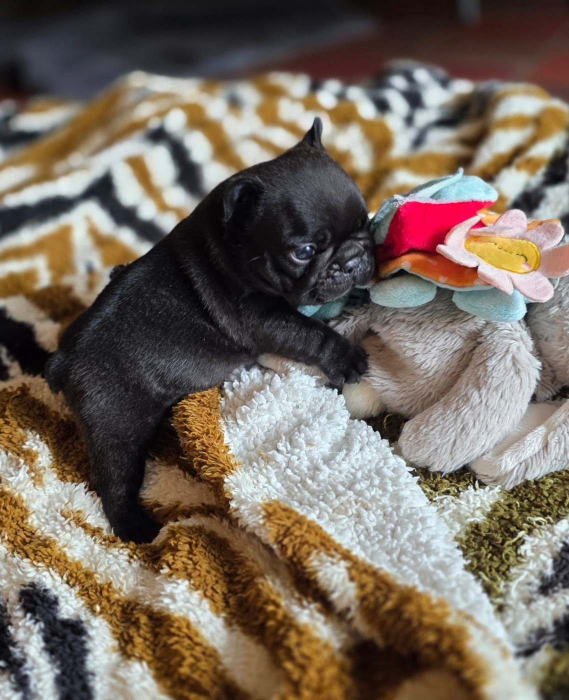 Des éclats De Cassiopée - Chiots disponibles - Bouledogue français