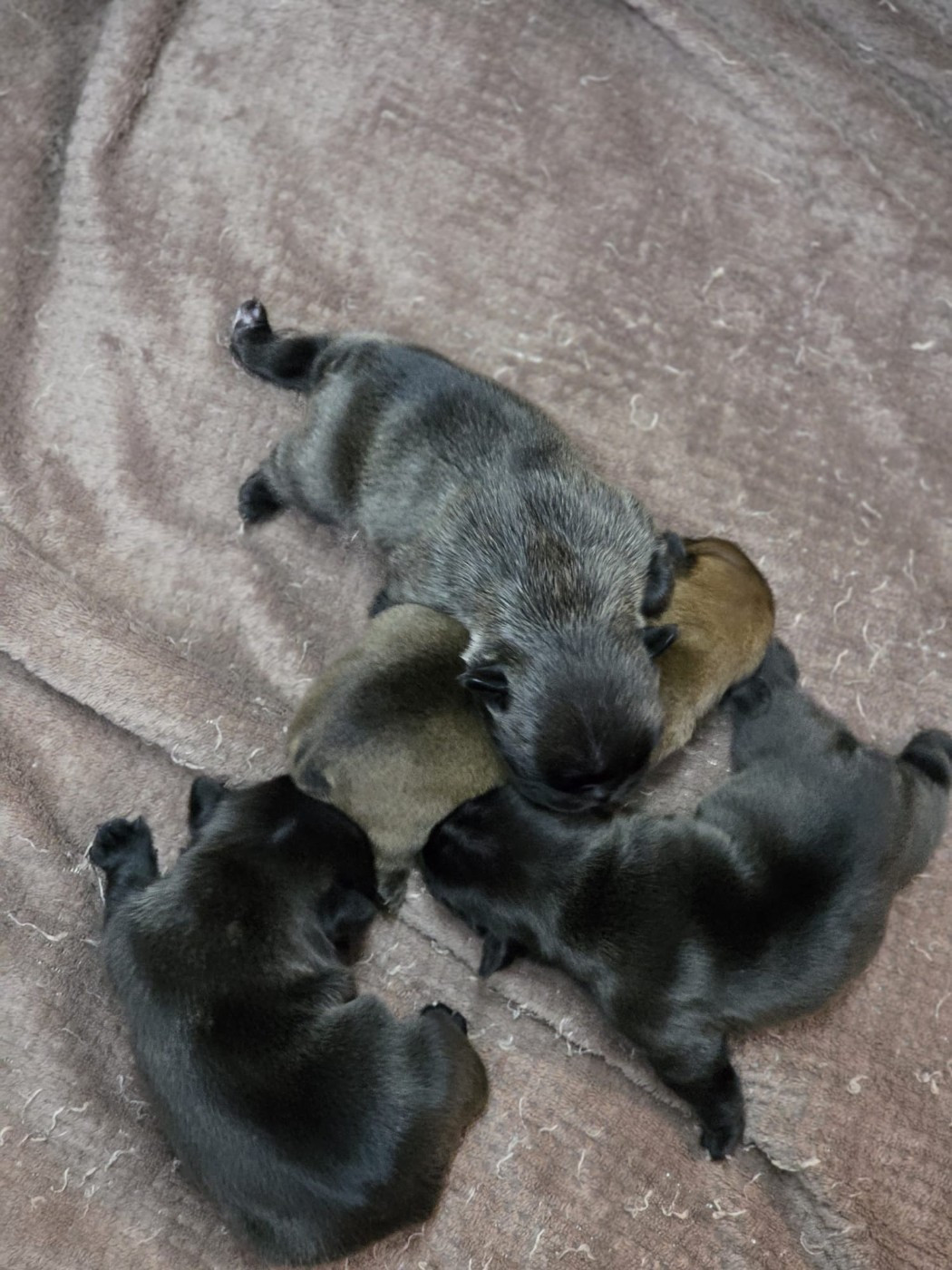 Des éclats De Cassiopée - Bouledogue français - Portée née le 23/01/2026