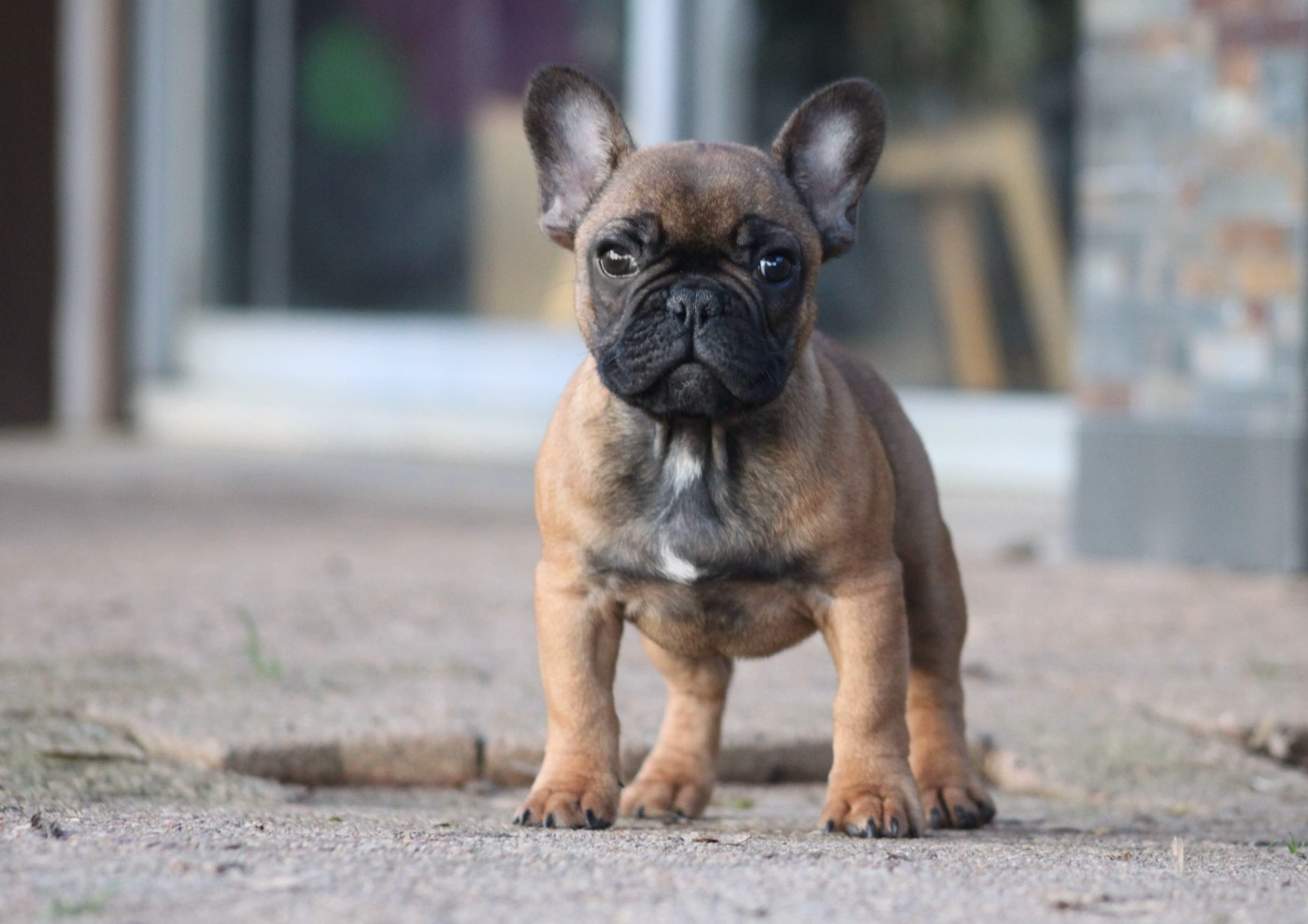 Des éclats De Cassiopée - Chiots disponibles - Bouledogue français