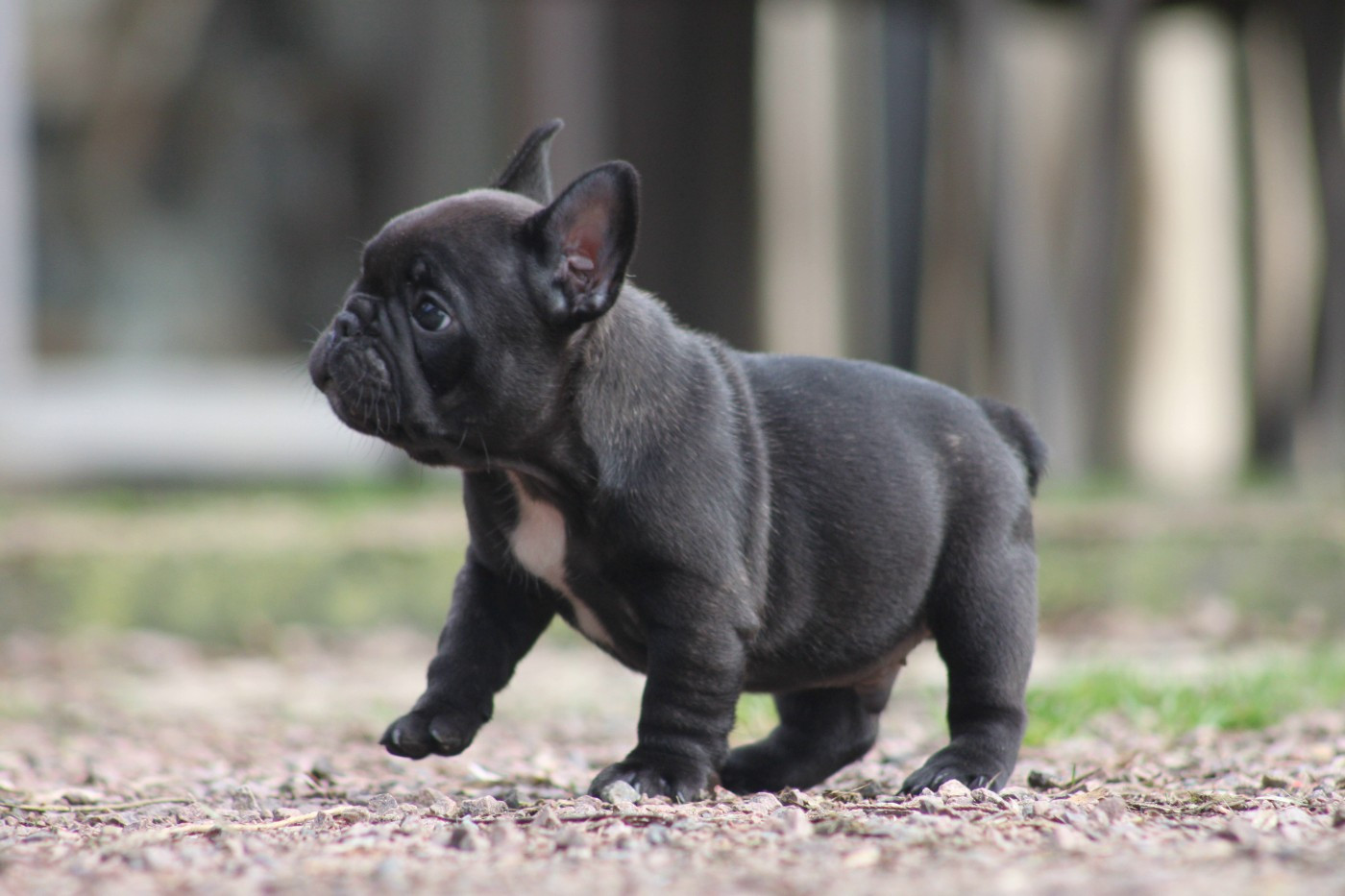 Des éclats De Cassiopée - Chiots disponibles - Bouledogue français
