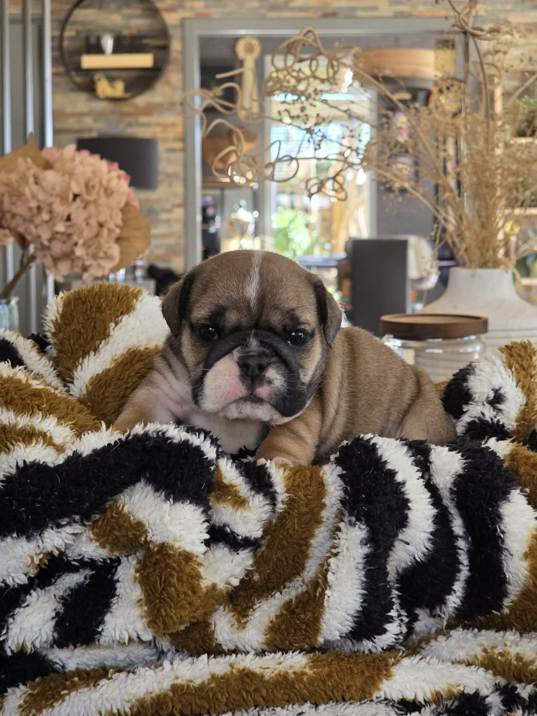 Des éclats De Cassiopée - Bulldog Anglais - Portée née le 06/02/2026