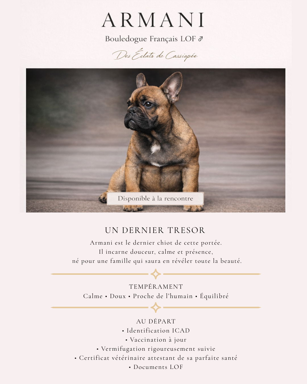 Des éclats De Cassiopée - Chiots disponibles - Bouledogue français
