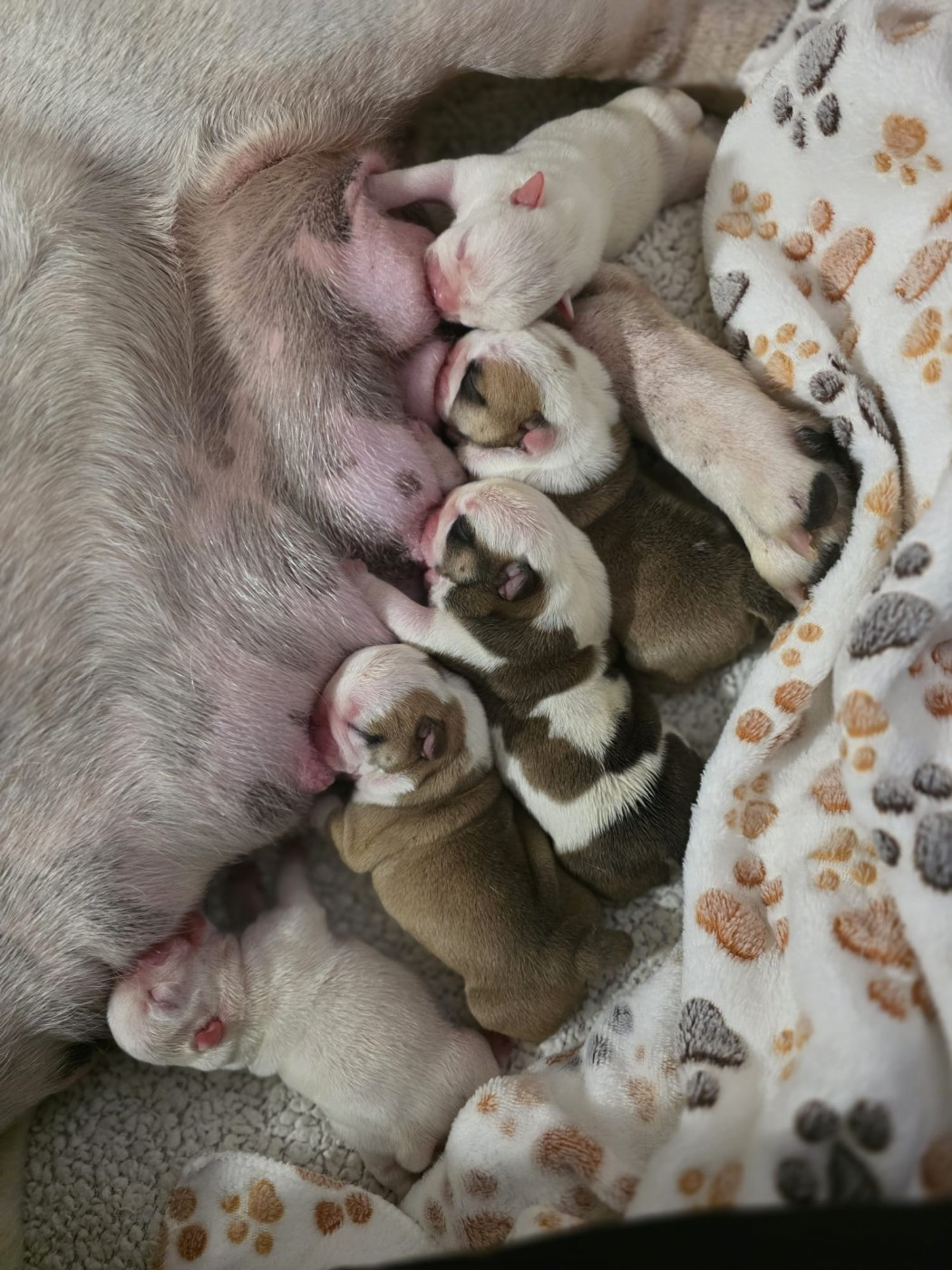 Chiot Bulldog Anglais Des éclats De Cassiopée