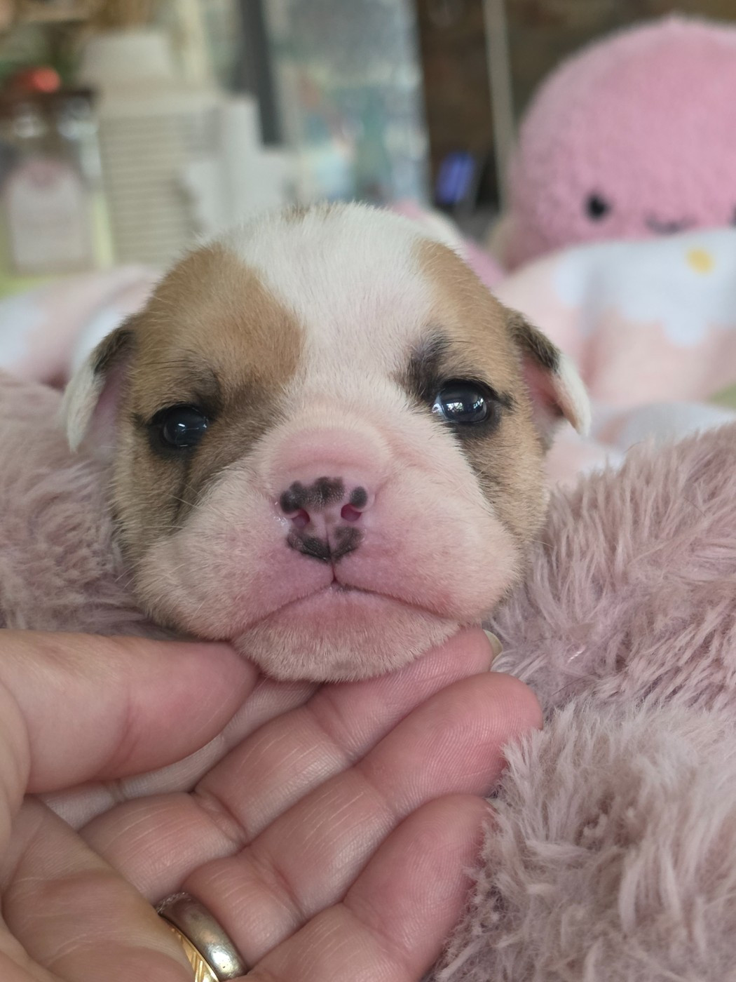 Des éclats De Cassiopée - Chiots disponibles - Bulldog Anglais