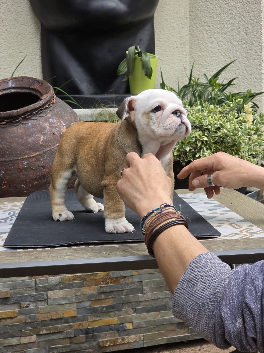 Des éclats De Cassiopée - Chiots disponibles - Bulldog Anglais