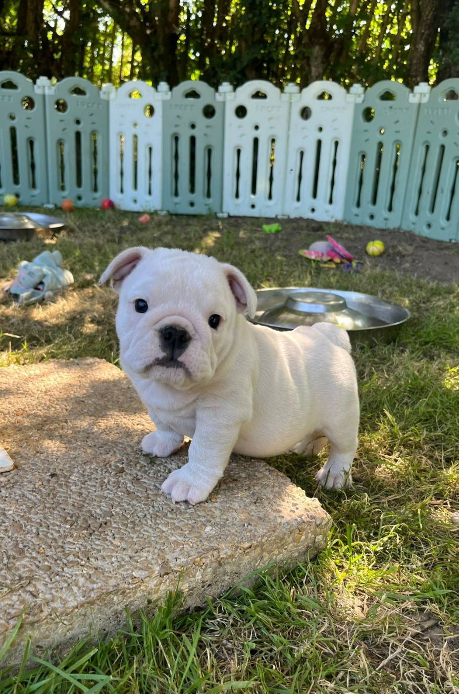 Des éclats De Cassiopée - Chiots disponibles - Bulldog Anglais