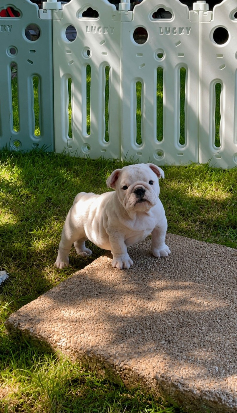 Des éclats De Cassiopée - Chiots disponibles - Bulldog Anglais
