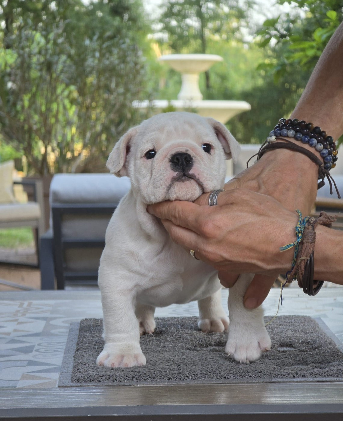 Des éclats De Cassiopée - Chiots disponibles - Bulldog Anglais
